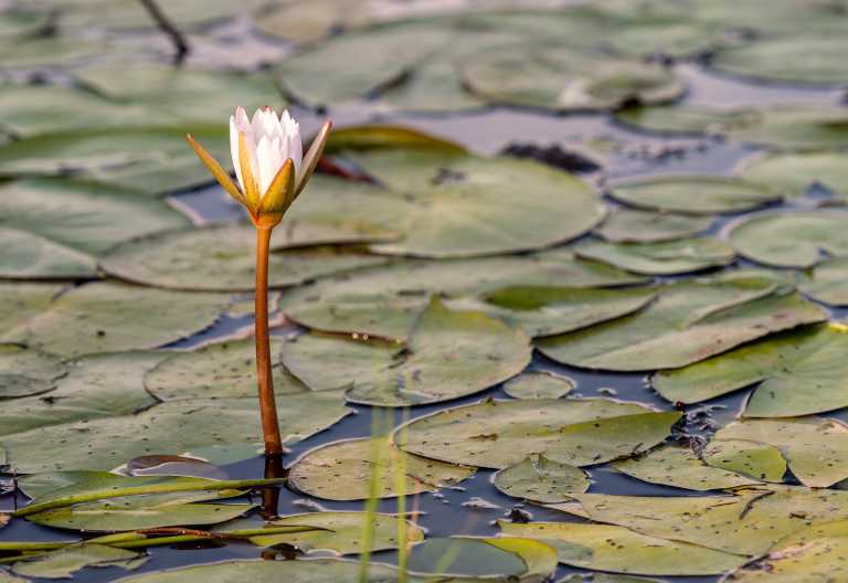 Einsame Seerosenblüte im Okavango-Delta © Foto: Marco Penzel | Outback Africa