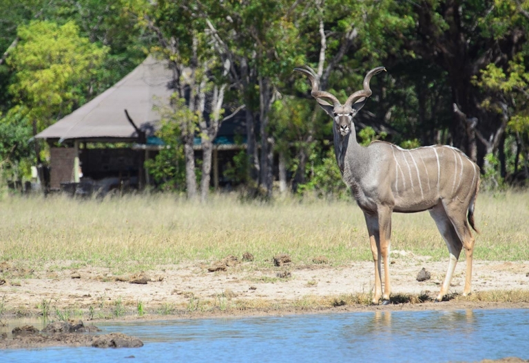 Little Makalolo Camp, Kudu vor einem Chalet © Foto: Olwen Evans für Wilderness Safaris