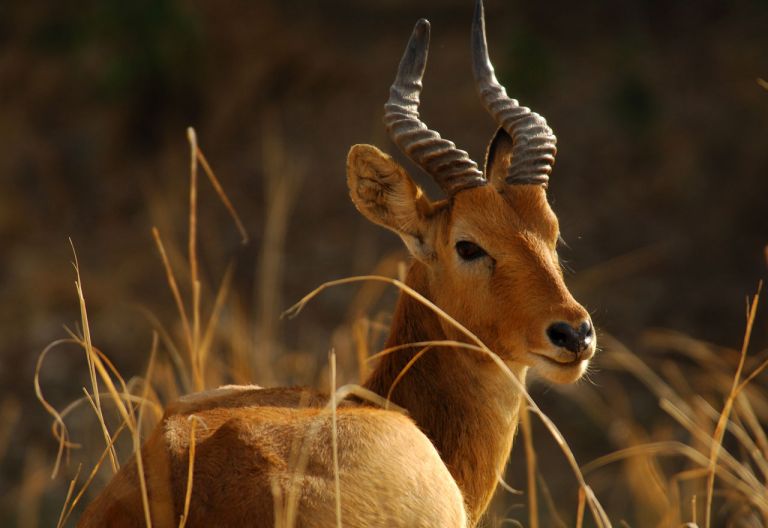 Puku Antilope im South Luangwa Nationalpark © Foto: Christian Becker