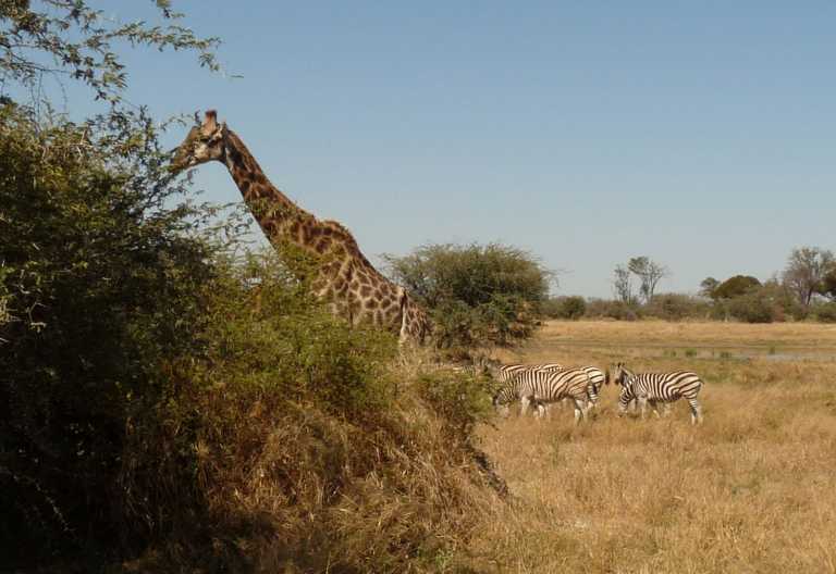 Giraffe und Zebras, Gomoti Plains © Foto: Ulrike Pârvu | Outback Africa