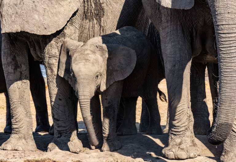 Elefantenfamiilie am Somalisa Camp © Foto: Marco Penzel | Outback Africa