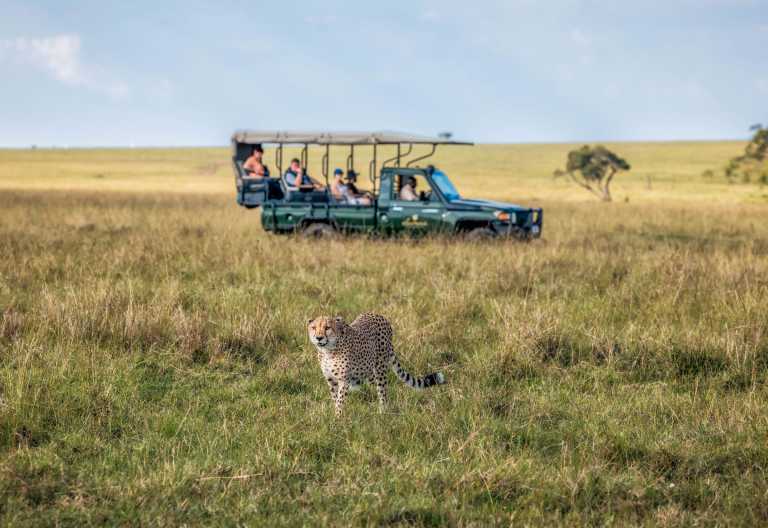 Gepardensichtung auf Pirschfahrt in der Mara North Conservancy, Elephant Pepper Camp, Kenia © Foto: Elewana Collection