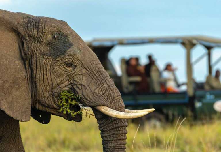 Auf Pirschfahrt in der Massai Mara, Mara Intrepids Camp © Foto: Intrepid Safari Company