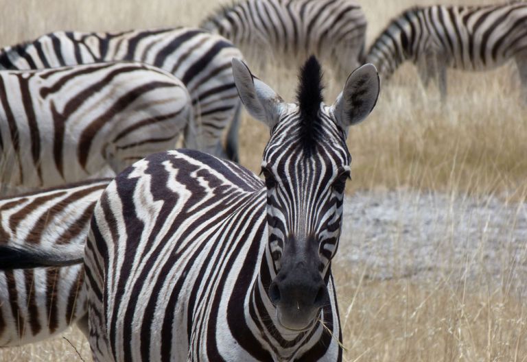 Zebra, Etosha Ntionalpark © Foto: Jens Döring | Outback Africa