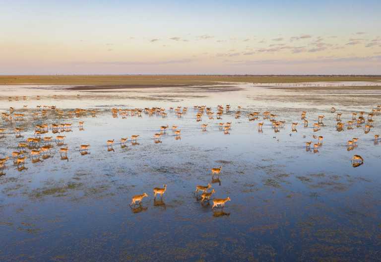 Schwarze Letschwe-Antilopen (Black Lechwe) in Bangweulu © Foto: Patrick Bentley | African Parks