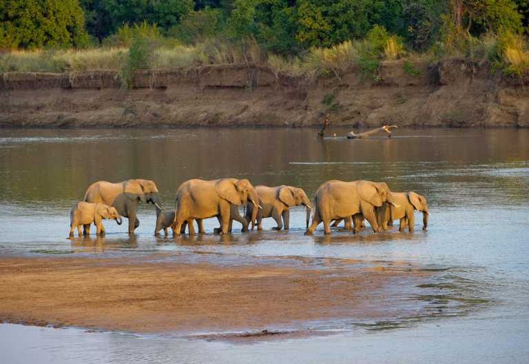Flatdogs Camp, Elefanten überqueren den Luangwa © Foto: Dana Allen
