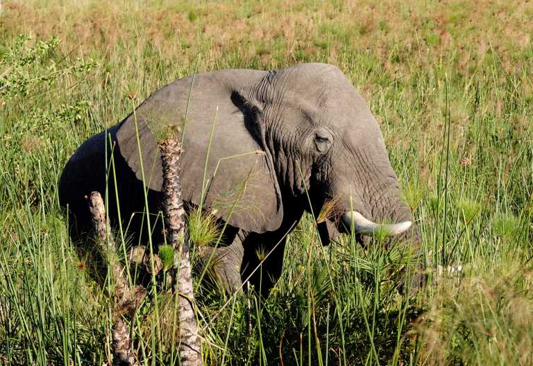 Elefant im Okavango-Delta, Setari Camp © Foto: Setari Camp