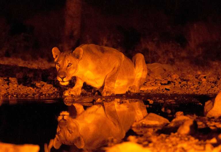 Löwin am Wasserloch des Ongava Tented Camps © Foto: Sergio Pitamitz | Wilderness Safaris