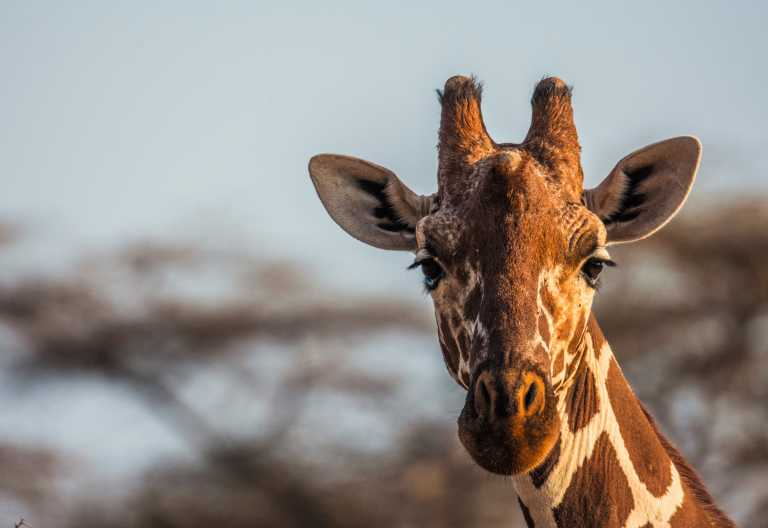 Netzgiraffenbulle im Samburugebiet, Ashnil Samburu © Foto: FRED GRIVEL for Ashnil Hotels