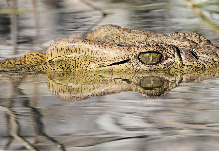 Krokodil, Liwonde-Nationalpark © Foto: Bernd Gerlach