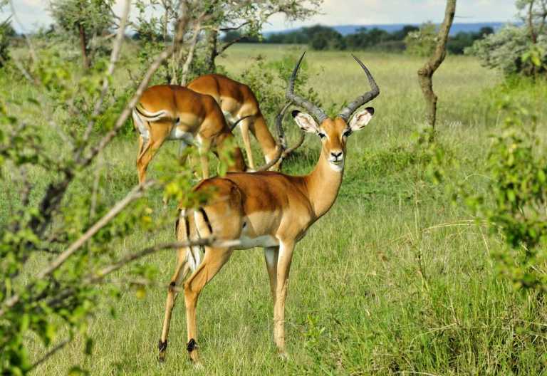 Impalas im Grumetigebiet © Foto: Marco Penzel | Outback Africa