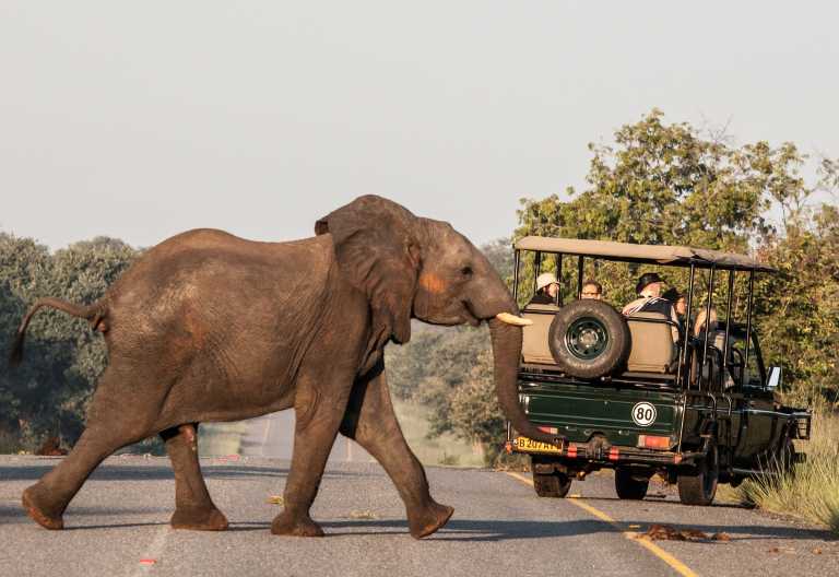 Elefantenbegegnung auf Pirschfahrt, Chobe Safari Lodge © Foto: Chobe Safari Lodge