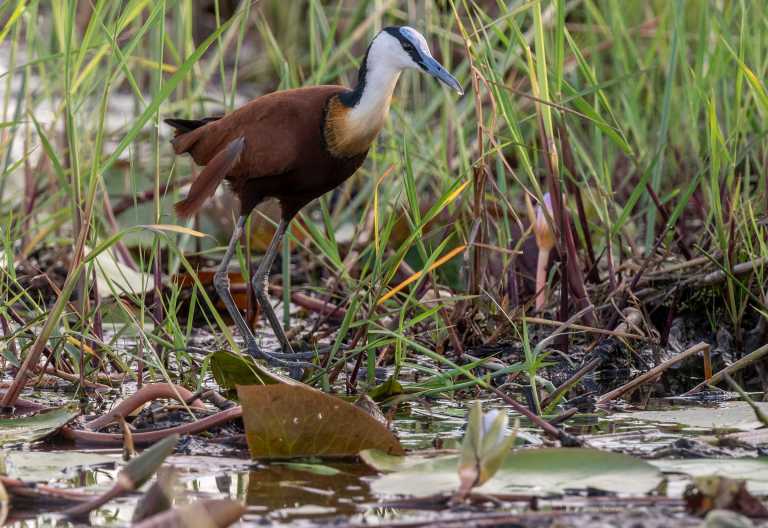 Blaustirnblatthühnchen (African Jacana) im Okavango-Delta © Foto: Marco Penzel | Outback Africa