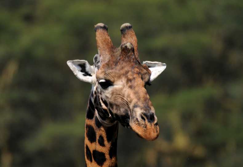 Giraffenportrait, Lake Nakuru Nationalpark