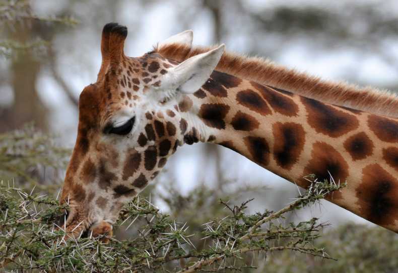 Rothschild-Giraffe, Lake Nakuru Nationalpark