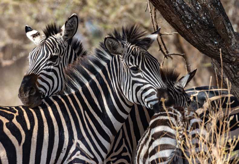 Zebras im Tarangire Nationalpark