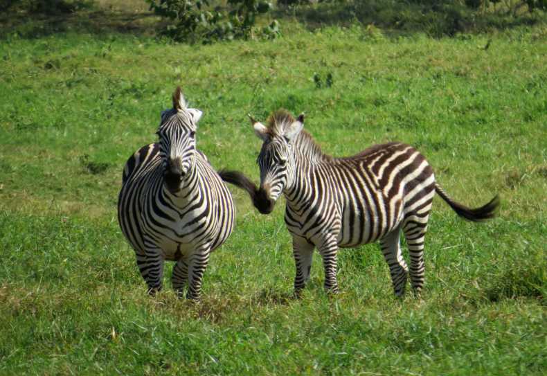 Zebras in der kleinen Serengeti, Arusha Nationalpark