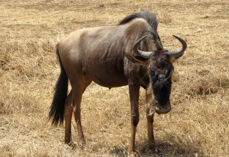 Gnu im Ngorongorokrater