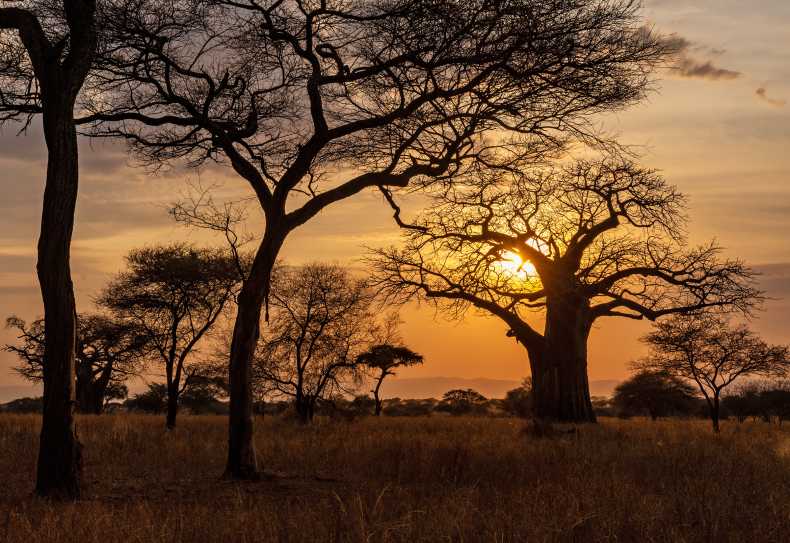 Sonnenuntergang im Tarangire Nationalpark