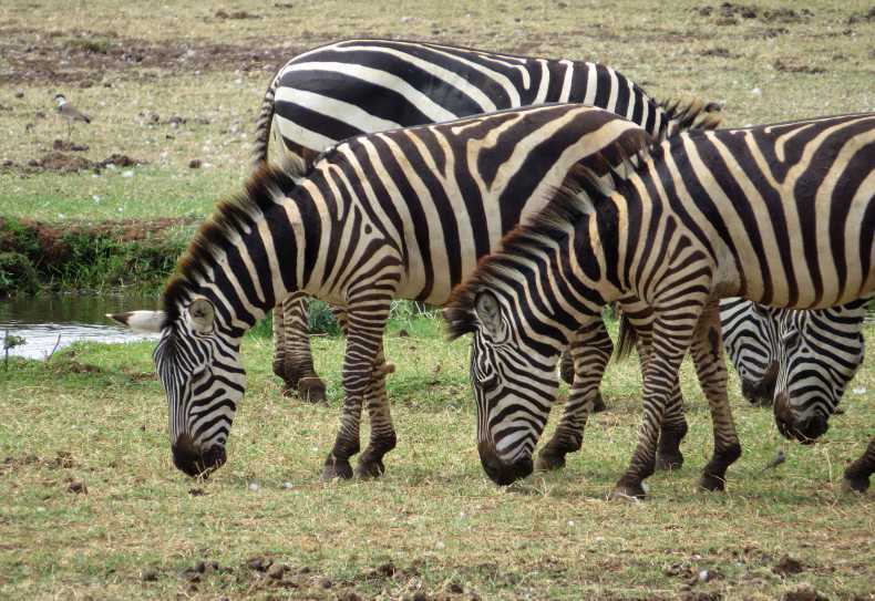 Zebras im Lake Manyara Nationalpark