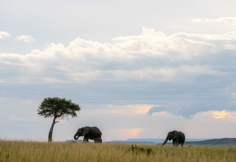Elefanten in der Massai Mara