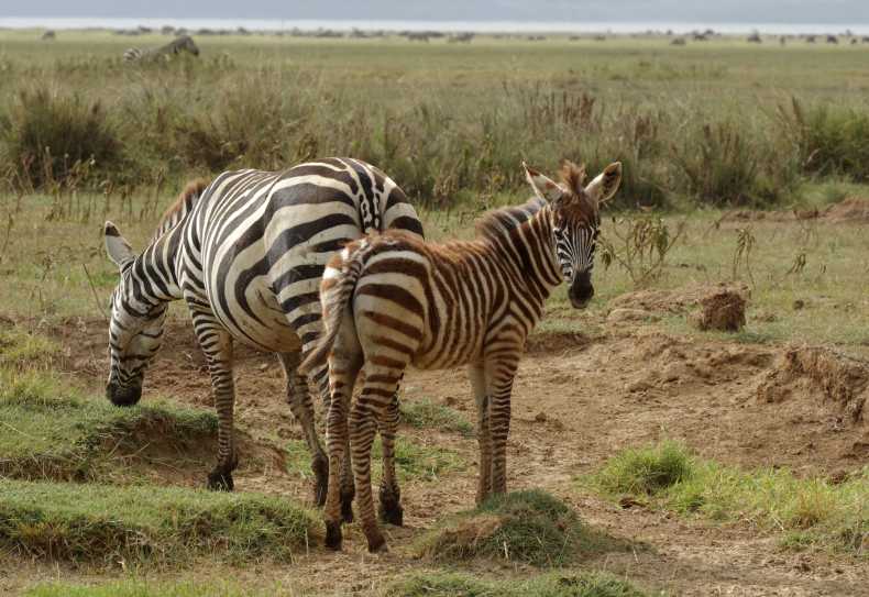 Junges Zebra im Lake Nakuru Nationalpark