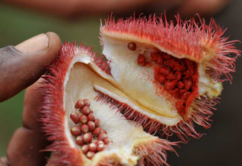 Spice Tour auf Sansibar, Lippenstiftfrucht