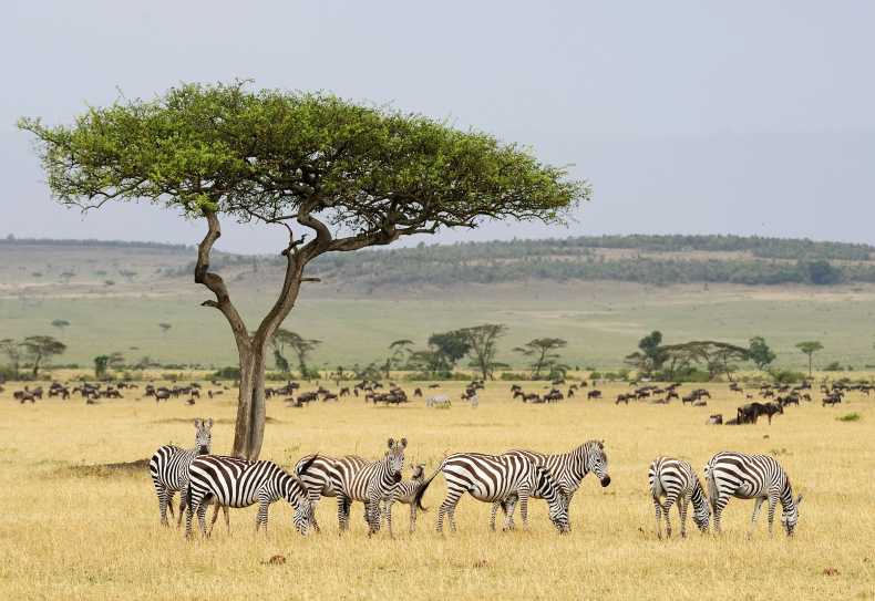 Zebras in der Serengeti, Tansania
