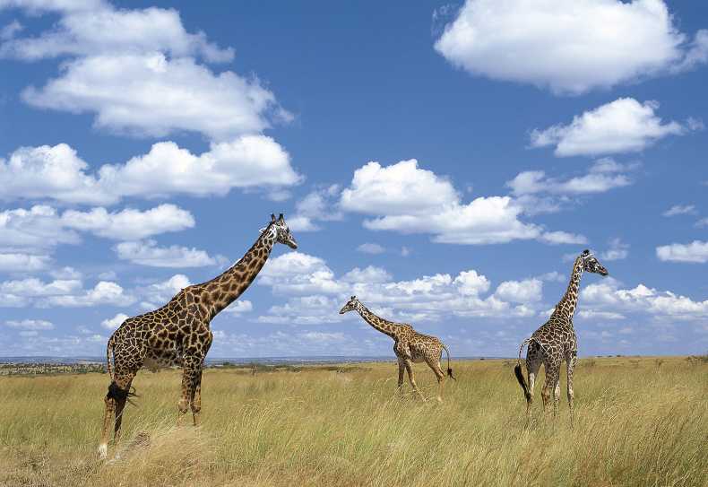 Giraffen in der Serengeti