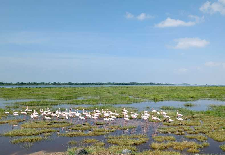 Flamingos im Amboseli Nationalpark