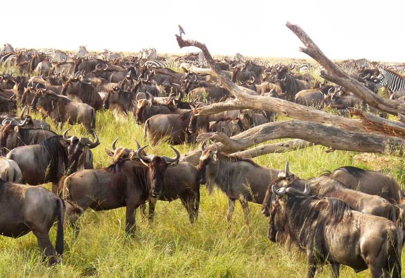 Gnu-Wanderung in der Serengeti.