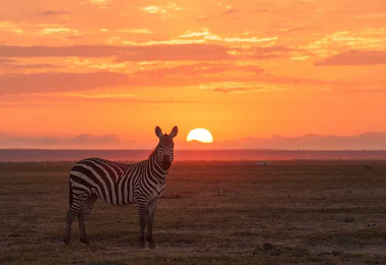 Zebra bei Sonnenaufgang in Amboseli