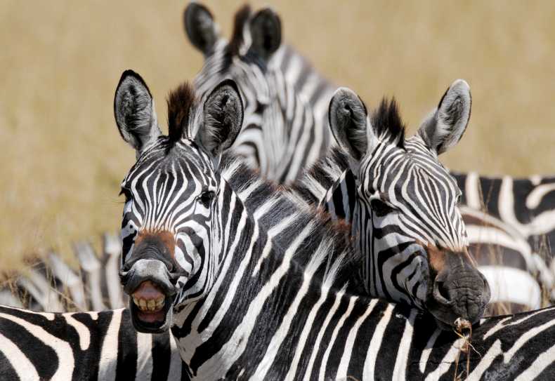 Zebras in der Massai Mara