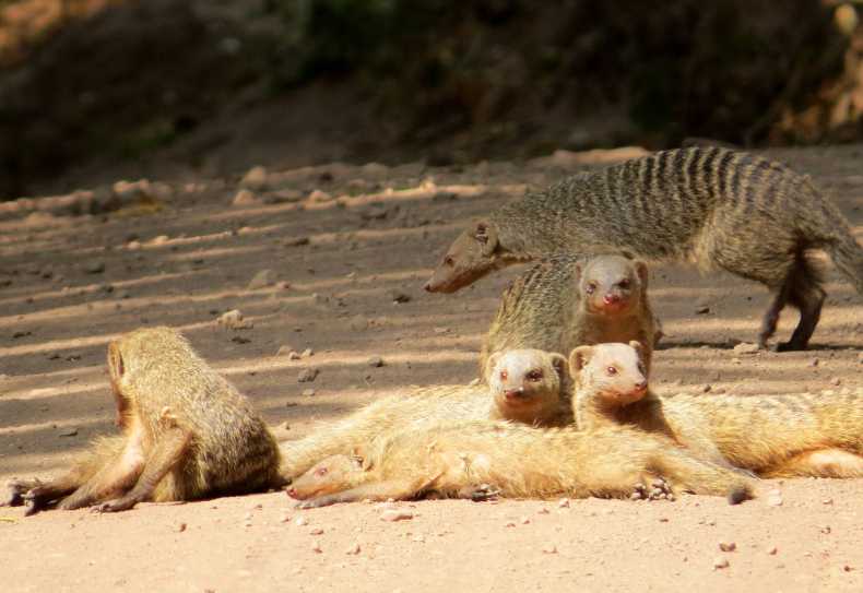 Zebramangusten im Lake Manyara Nationalpark