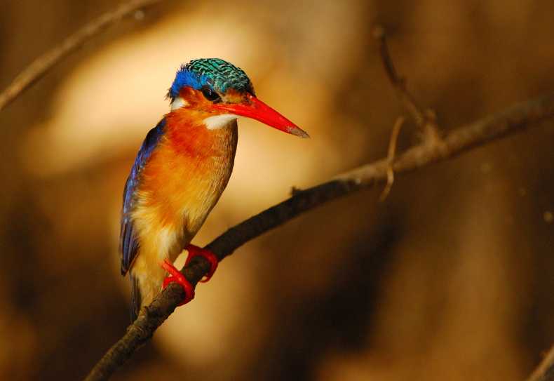 Eisvogel am Ufer des Rufiji