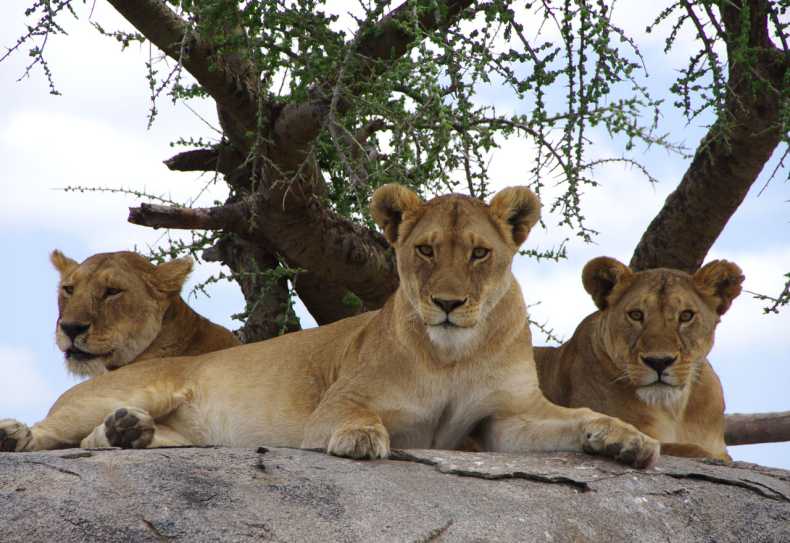 Löwen in der Serengeti