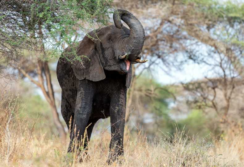 Elefant im Tarangire Nationalpark