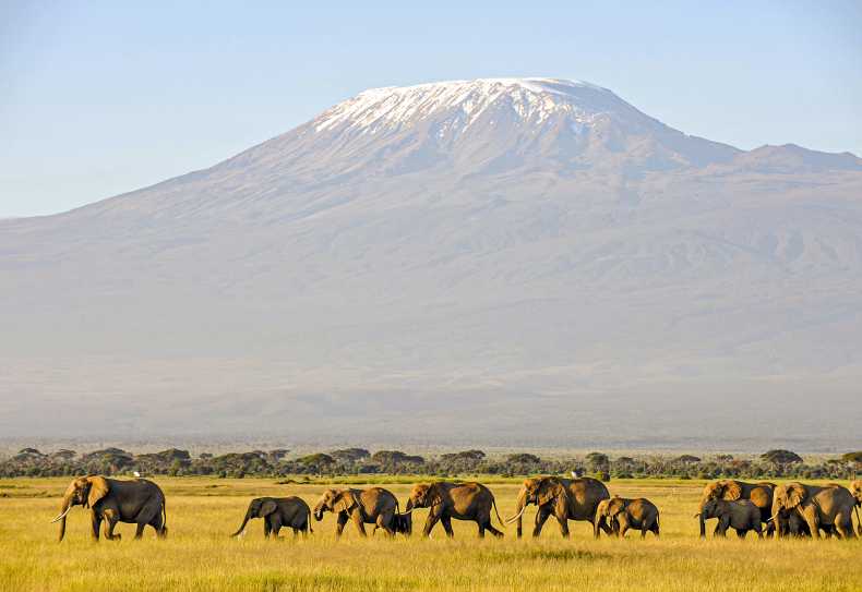 Elefenten im Amboseli Natoionalpark vor dem Kilimanjaro