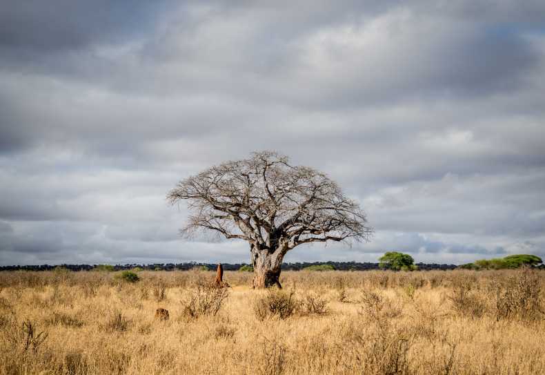 Baobab und Termitenhügel im Tarangire Nationalpark, Maweninga Camp