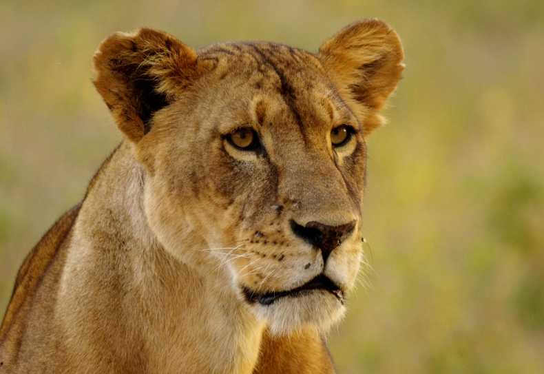 Portrait einer Löwin, Lake Nakuru Nationalpark