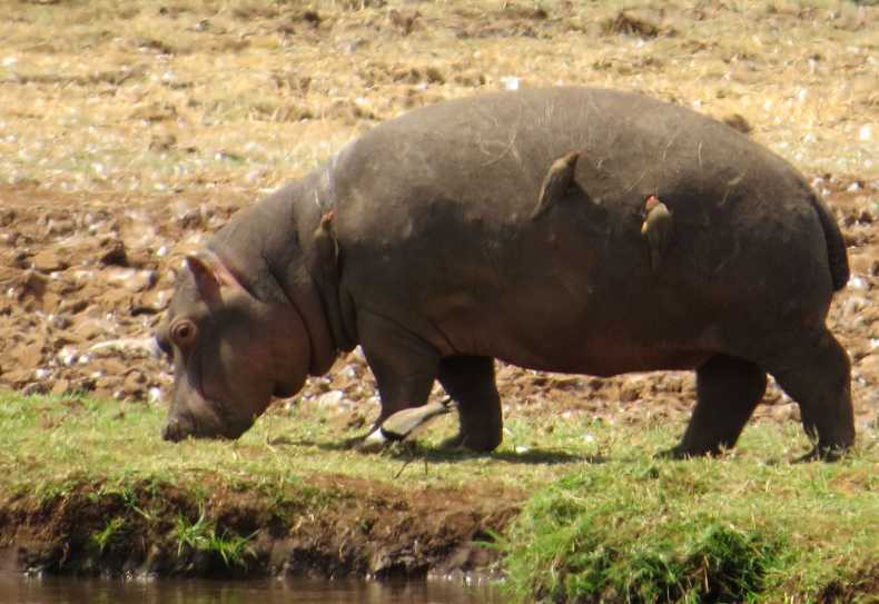 Flusspferd mit Madenhackern; Lake Manyara Nationalpark