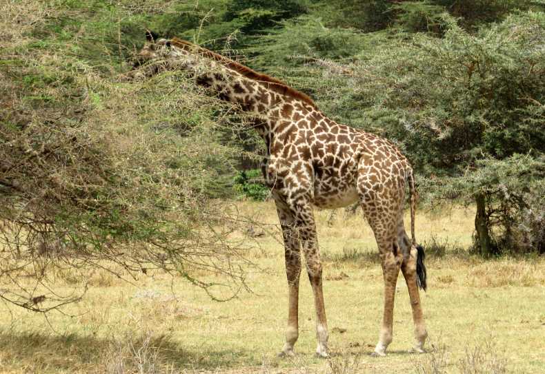 Giraffe im Lake Manyara Nationalpark