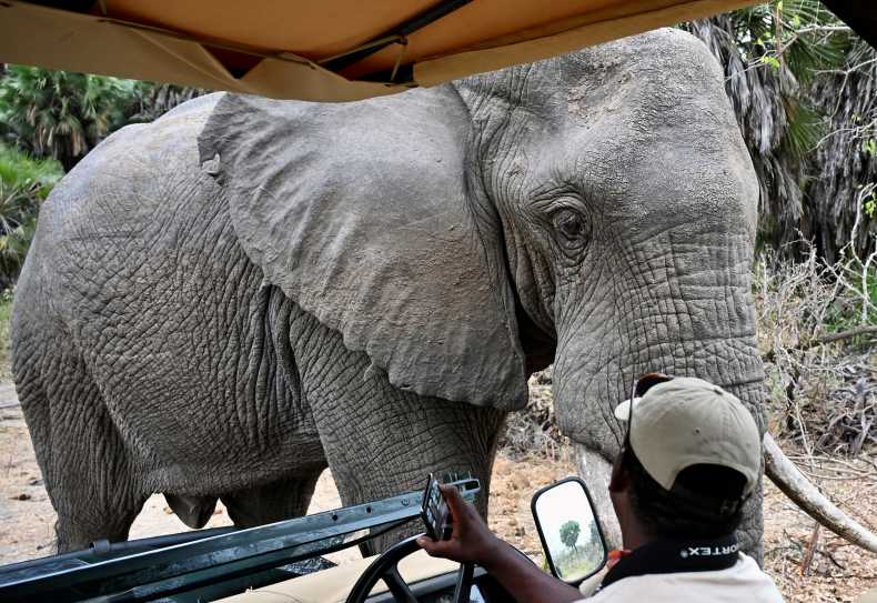 Elefantenbegegnung auf einer Pirschfahrt im Nyerere Nationalpark, Südtansania