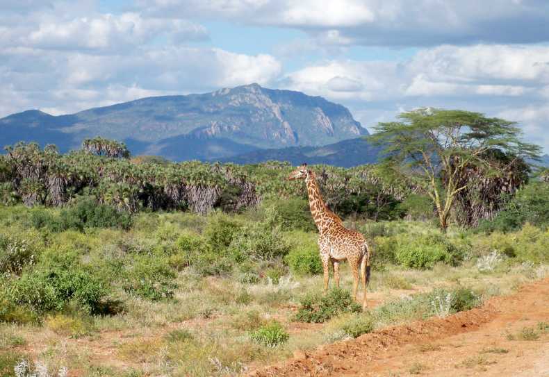Giraffe im Tsavo West Nationalpark