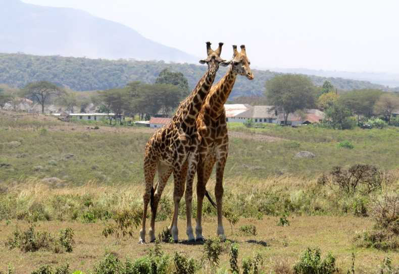 Massaigiraffen, Arusha Nationalpark