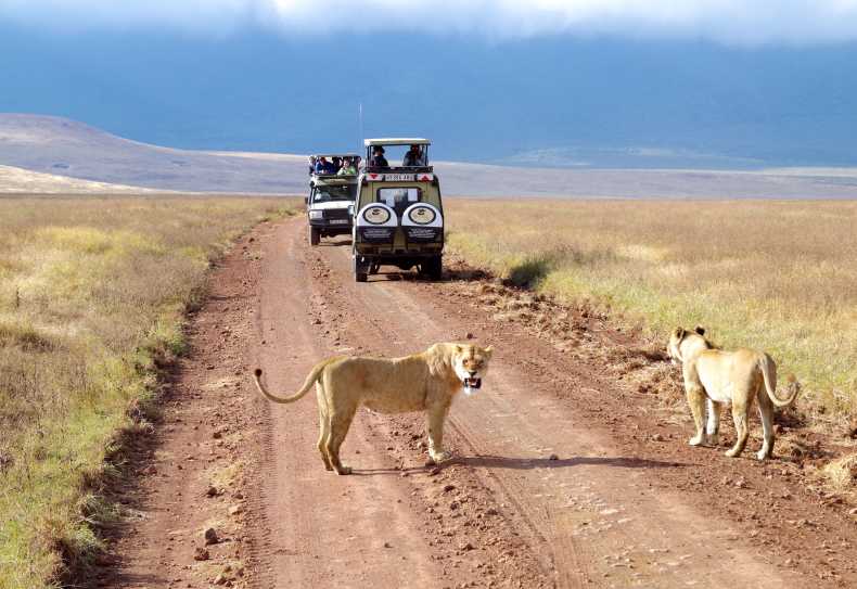 Pirschfahrt im Ngorongoro-Krater