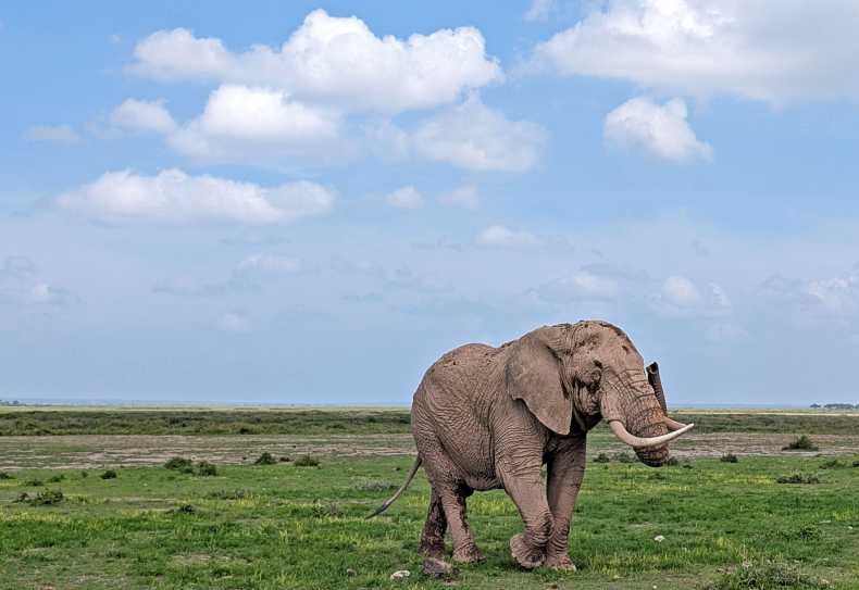 Elefanten im Amboseli Nationalpark