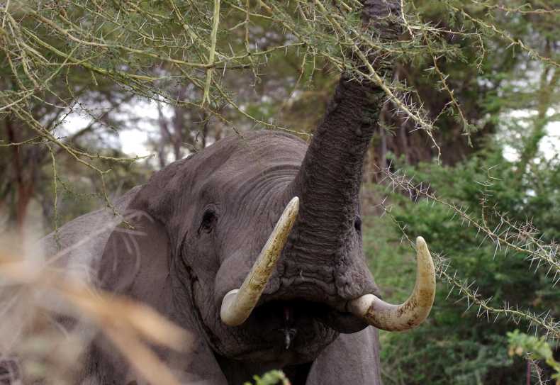 Elefant im Amboseli Nationalpark, Kenia