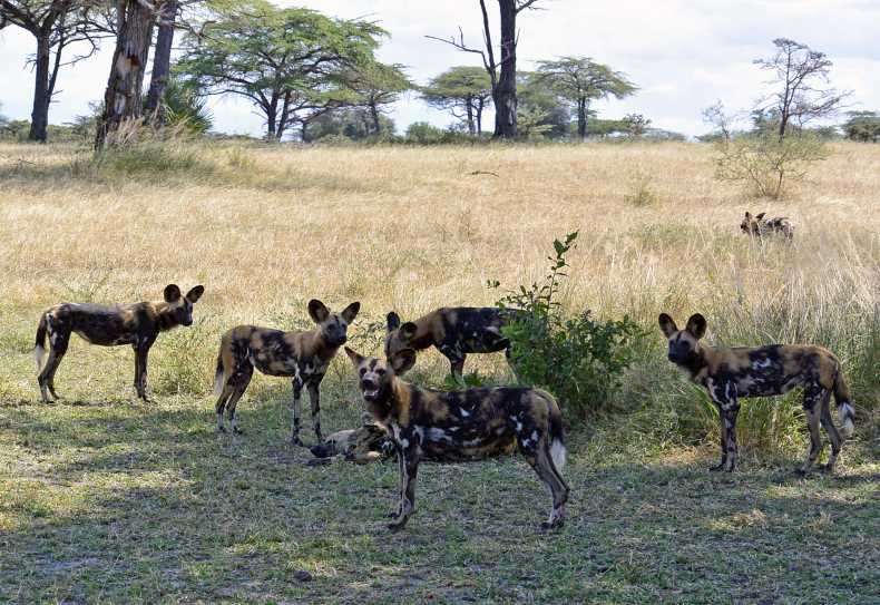 Wildhunde im Selous Wildreservat