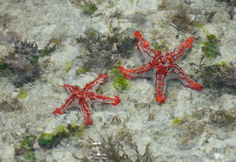 Seesterne im seichten Wasser bei Ebbe vor der Küste Sansibars